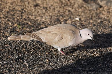 Hrdlika chechtavá (Streptopelia roseogrisea)
