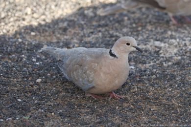 Hrdlika chechtavá (Streptopelia roseogrisea)