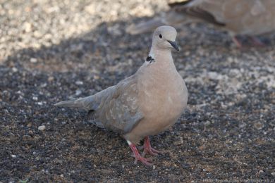 Hrdlika chechtavá (Streptopelia roseogrisea)