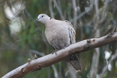 Hrdlika zahradní (Streptopelia decaocto)