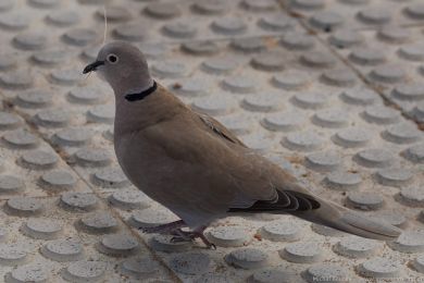 Hrdlika zahradní (Streptopelia decaocto)