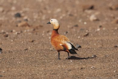 Husice rezavá (Tadorna ferruginea)