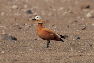 Husice rezavá (Tadorna ferruginea)
