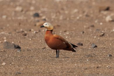 Husice rezavá (Tadorna ferruginea)