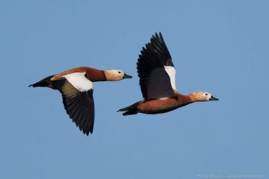 Husice rezavá (Tadorna ferruginea)
