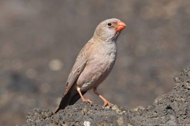 Hýl trubač (Bucanetes githagineus) Hýl trubač (Bucanetes githagineus)