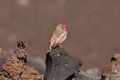 Hýl trubač (Bucanetes githagineus) Hýl trubač (Bucanetes githagineus)