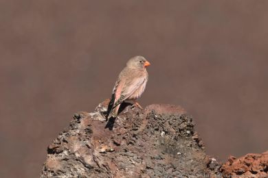 Hýl trubač (Bucanetes githagineus) Hýl trubač (Bucanetes githagineus)