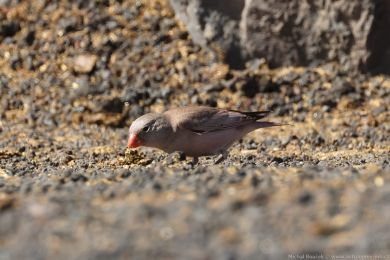 Hýl trubač (Bucanetes githagineus) Hýl trubač (Bucanetes githagineus)