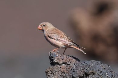 Hýl trubač (Bucanetes githagineus) Hýl trubač (Bucanetes githagineus)