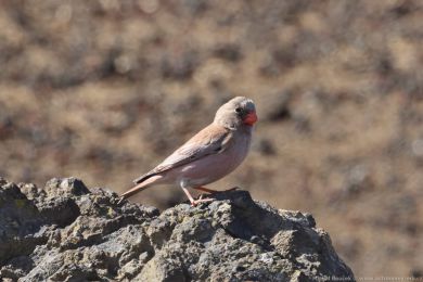 Hýl trubač (Bucanetes githagineus) Hýl trubač (Bucanetes githagineus)
