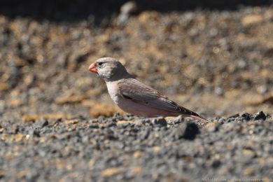 Hýl trubač (Bucanetes githagineus) Hýl trubač (Bucanetes githagineus)