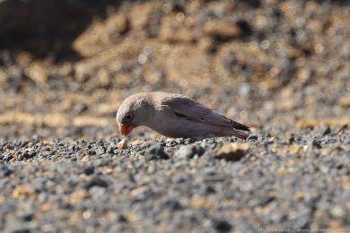 Hýl trubač (Bucanetes githagineus) Hýl trubač (Bucanetes githagineus)