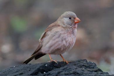 H&yacute;l truba� (Bucanetes githagineus)