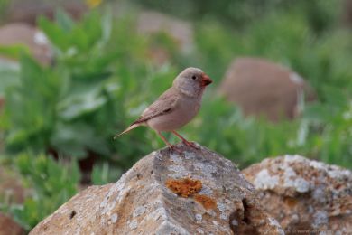 H&yacute;l truba� (Bucanetes githagineus)