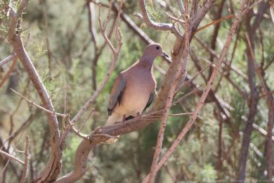 Hrdli�ka senegalsk&aacute; (Spilopelia senegalensis)