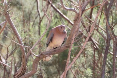 Hrdli�ka senegalsk&aacute; (Spilopelia senegalensis)