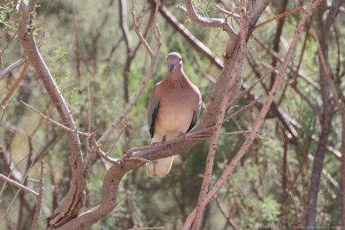 Hrdli�ka senegalsk&aacute; (Spilopelia senegalensis)