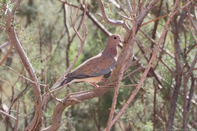 Hrdli�ka senegalsk&aacute; (Spilopelia senegalensis)