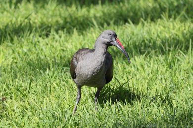 Ibis hageda&scaron; (Bostrychia hagedash)