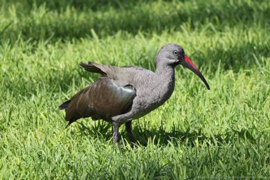 Ibis hageda&scaron; (Bostrychia hagedash)