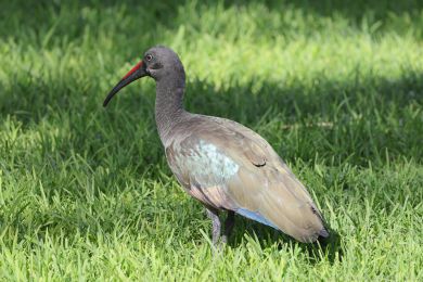 Ibis hageda&scaron; (Bostrychia hagedash)