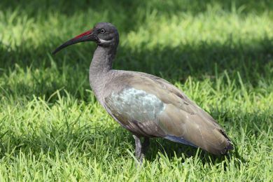 Ibis hageda&scaron; (Bostrychia hagedash)