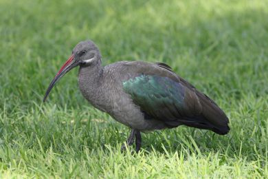 Ibis hageda&scaron; (Bostrychia hagedash)