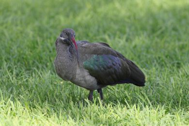 Ibis hageda&scaron; (Bostrychia hagedash)