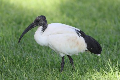 Ibis posv&aacute;tn&yacute; (Threskiornis aethiopicus)