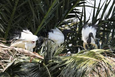 Ibis posv&aacute;tn&yacute; (Threskiornis aethiopicus)