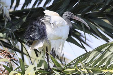 Ibis posv&aacute;tn&yacute; (Threskiornis aethiopicus)