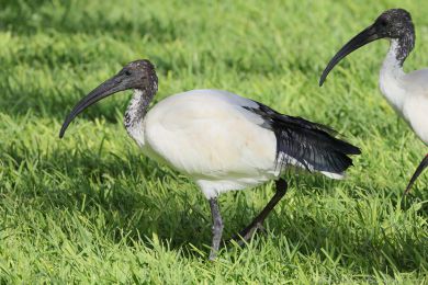 Ibis posv&aacute;tn&yacute; (Threskiornis aethiopicus)