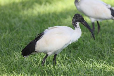 Ibis posv&aacute;tn&yacute; (Threskiornis aethiopicus)