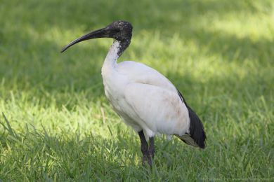 Ibis posv&aacute;tn&yacute; (Threskiornis aethiopicus)