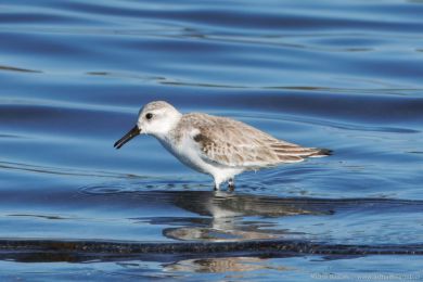 Jespák písečný (Calidris alba) Jespák písečný (Calidris alba)