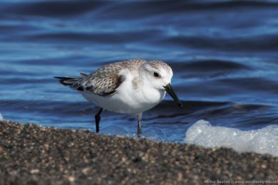 Jespák písečný (Calidris alba) Jespák písečný (Calidris alba)