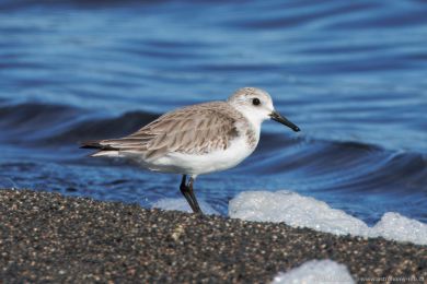 Jespák písečný (Calidris alba) Jespák písečný (Calidris alba)