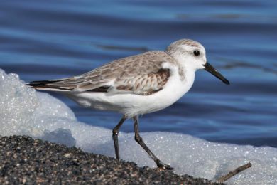 Jespák písečný (Calidris alba) Jespák písečný (Calidris alba)