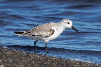 Jespák písečný (Calidris alba) Jespák písečný (Calidris alba)