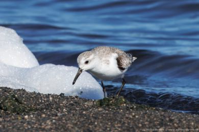 Jespák písečný (Calidris alba) Jespák písečný (Calidris alba)