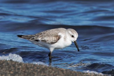 Jespák písečný (Calidris alba) Jespák písečný (Calidris alba)