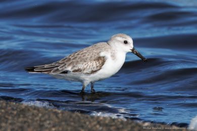 Jespák písečný (Calidris alba) Jespák písečný (Calidris alba)