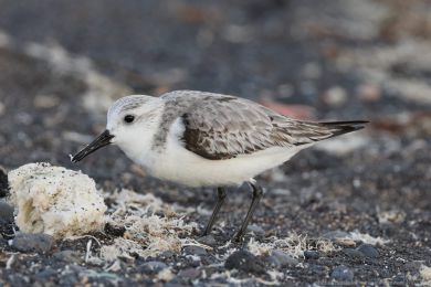 Jesp&aacute;k p&iacute;se�n&yacute; (Calidris alba)