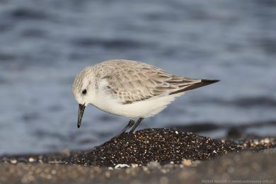Jesp&aacute;k p&iacute;se�n&yacute; (Calidris alba)