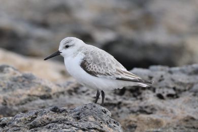 Jesp&aacute;k p&iacute;se�n&yacute; (Calidris alba)