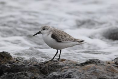Jesp&aacute;k p&iacute;se�n&yacute; (Calidris alba)