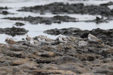 Jesp&aacute;k p&iacute;se�n&yacute; (Calidris alba)