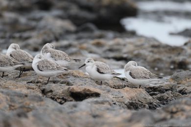 Jesp&aacute;k p&iacute;se�n&yacute; (Calidris alba)