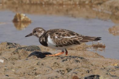 Kamenáek pestrý (Arenaria interpres)